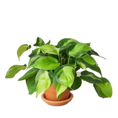 House Plant Shop - Brasil Plant in Terra Cotta Pot