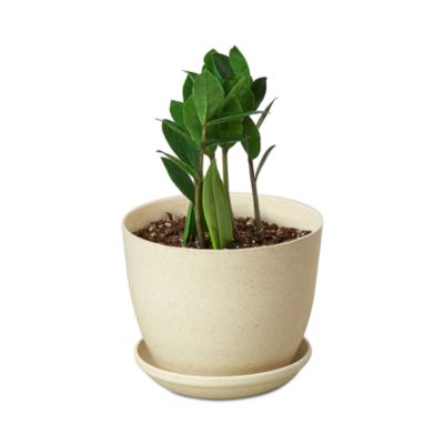 House Plant Shop - ZZ Plant in Brown Ceramic Pot