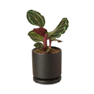 House Plant Shop - Medallion Plant in Black Pot
