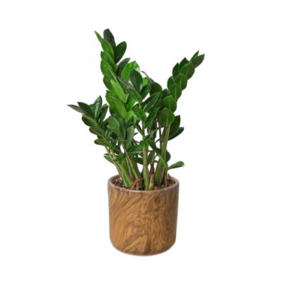House Plant Shop - ZZ Plant in Fiber Pot